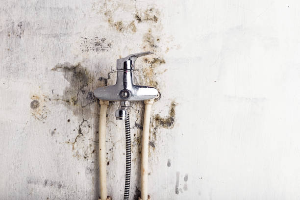Best Mold Removal Company Near Me  in Sour Lake, TX