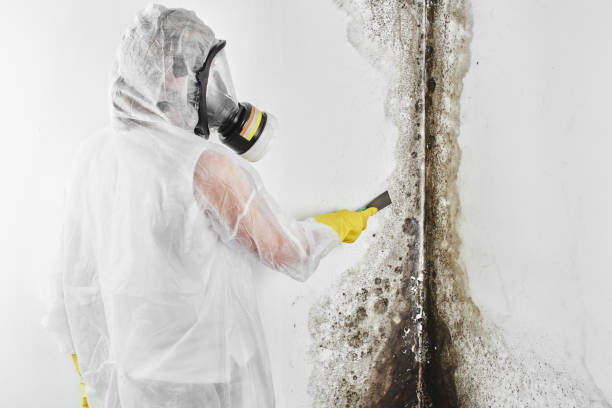 Best Professional Mold Removal  in Sour Lake, TX