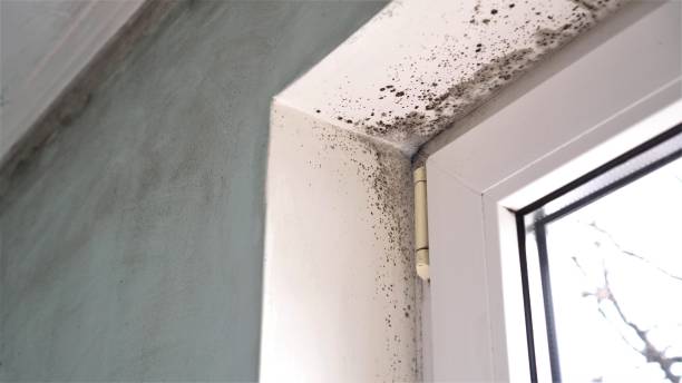 Sour Lake, TX Mold Removal Company