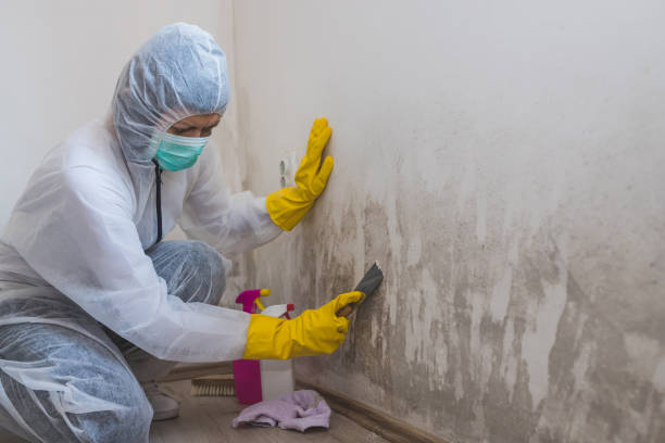 Sour Lake, TX Mold Removal Company
