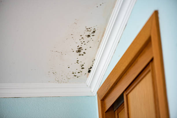 Best Local Mold Removal Service  in Sour Lake, TX