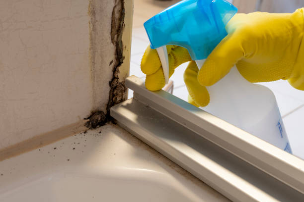 Professional Mold Removal in Sour Lake, TX