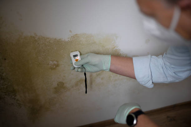 Best Office Mold Removal Services  in Sour Lake, TX