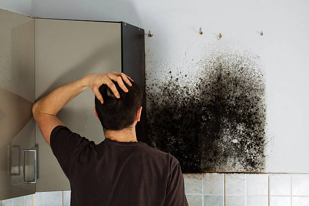Best Mold Removal Company Near Me  in Sour Lake, TX