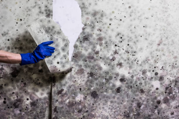 Certified Mold Removal in Sour Lake, TX