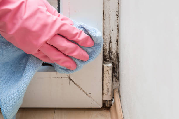 Best Home Mold Removal  in Sour Lake, TX