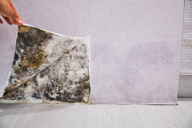 Best Emergency Mold Removal  in Sour Lake, TX